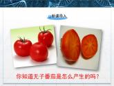 人教版 (新課標(biāo))高中生物必修3 3-2《生長(zhǎng)素的生理作用》課件