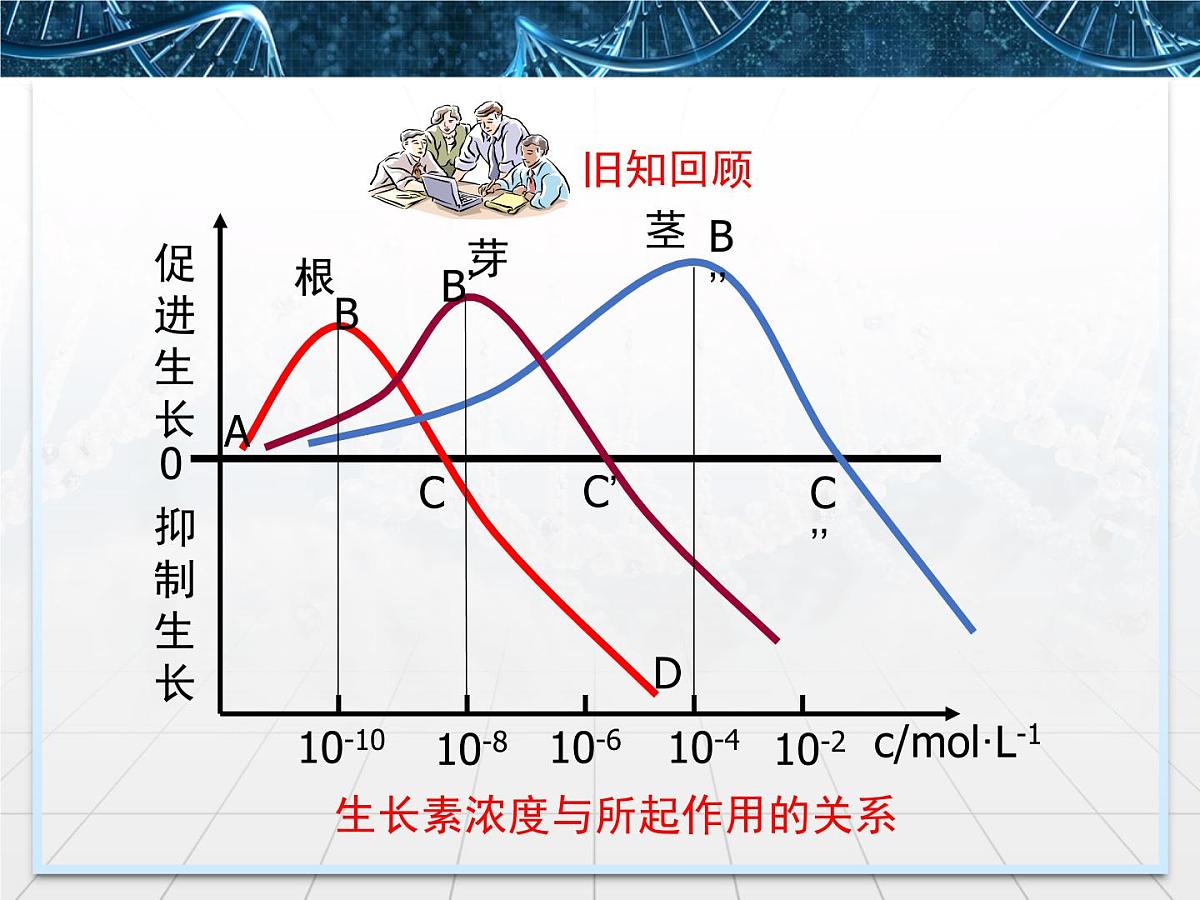 人教版 (新课标)高中生物必修3 3-2《生长素的生理作用》课件第4页