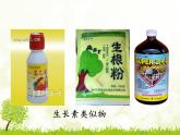 人教版 (新課標(biāo))高中生物必修3 3-2《生長(zhǎng)素的生理作用》課件