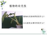 人教版 (新課標(biāo))高中生物必修3 3-2《生長(zhǎng)素的生理作用》課件