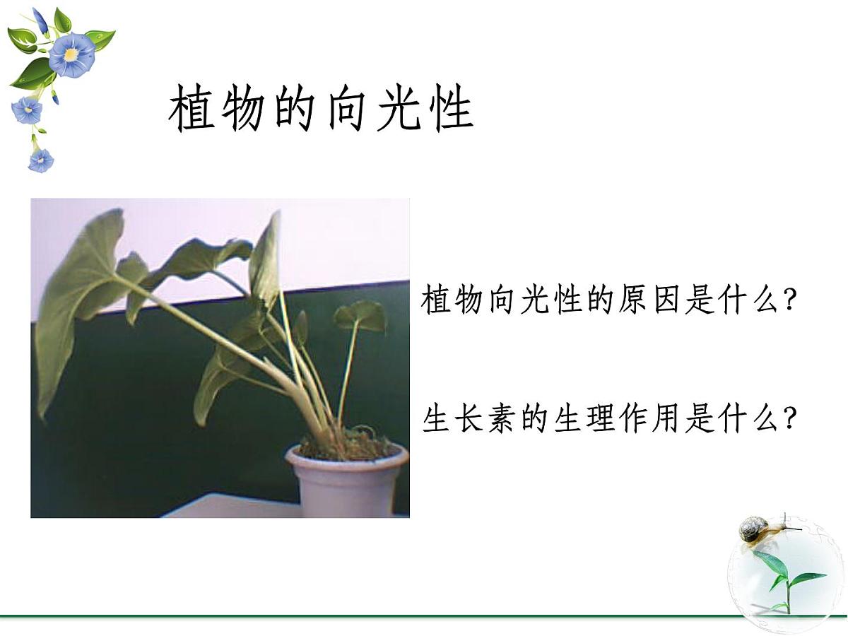 人教版 (新课标)高中生物必修3 3-2《生长素的生理作用》课件第2页