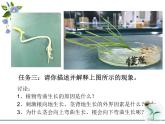 人教版 (新課標(biāo))高中生物必修3 3-2《生長(zhǎng)素的生理作用》課件