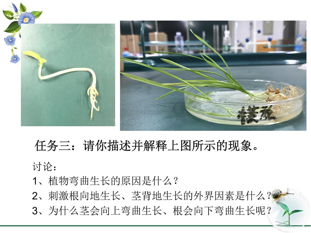 人教版 (新课标)高中生物必修3 3-2《生长素的生理作用》课件第5页