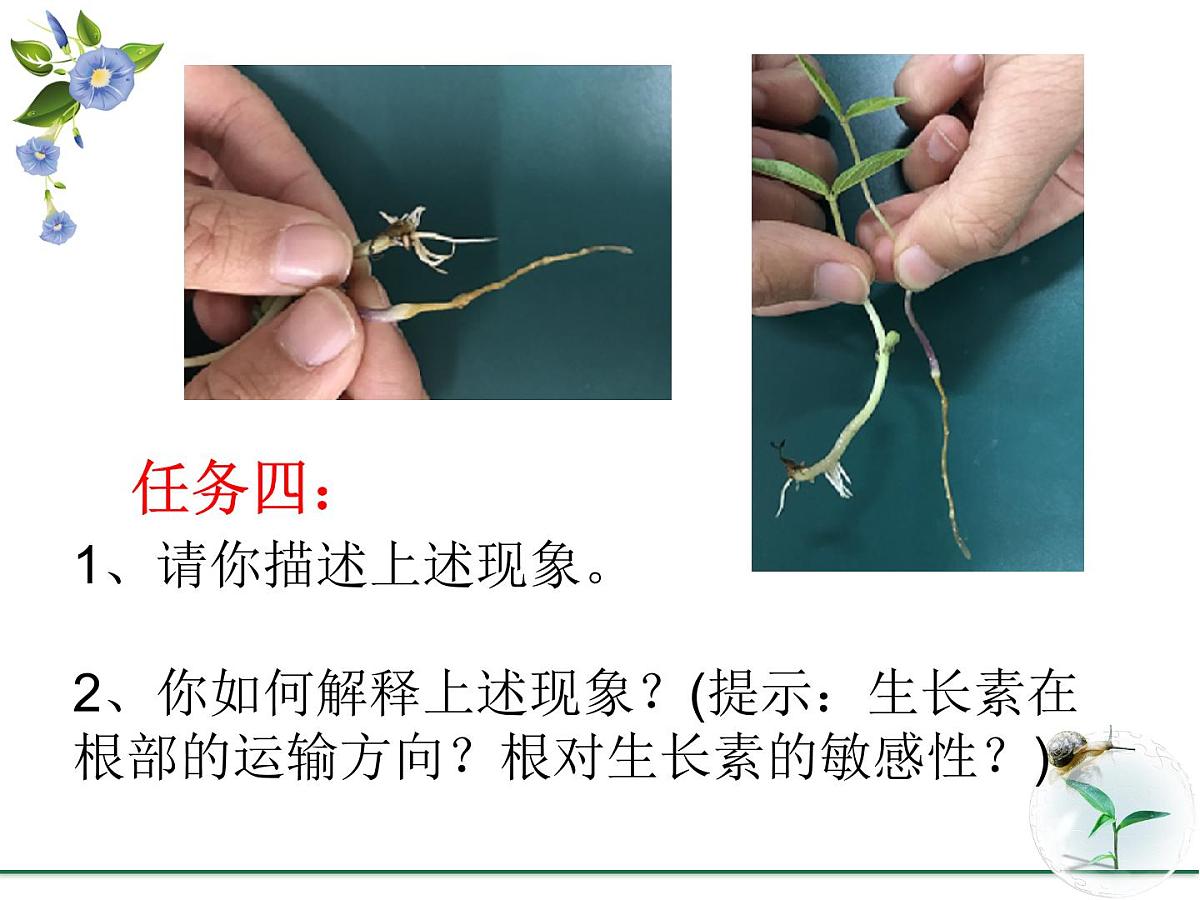 人教版 (新课标)高中生物必修3 3-2《生长素的生理作用》课件第7页