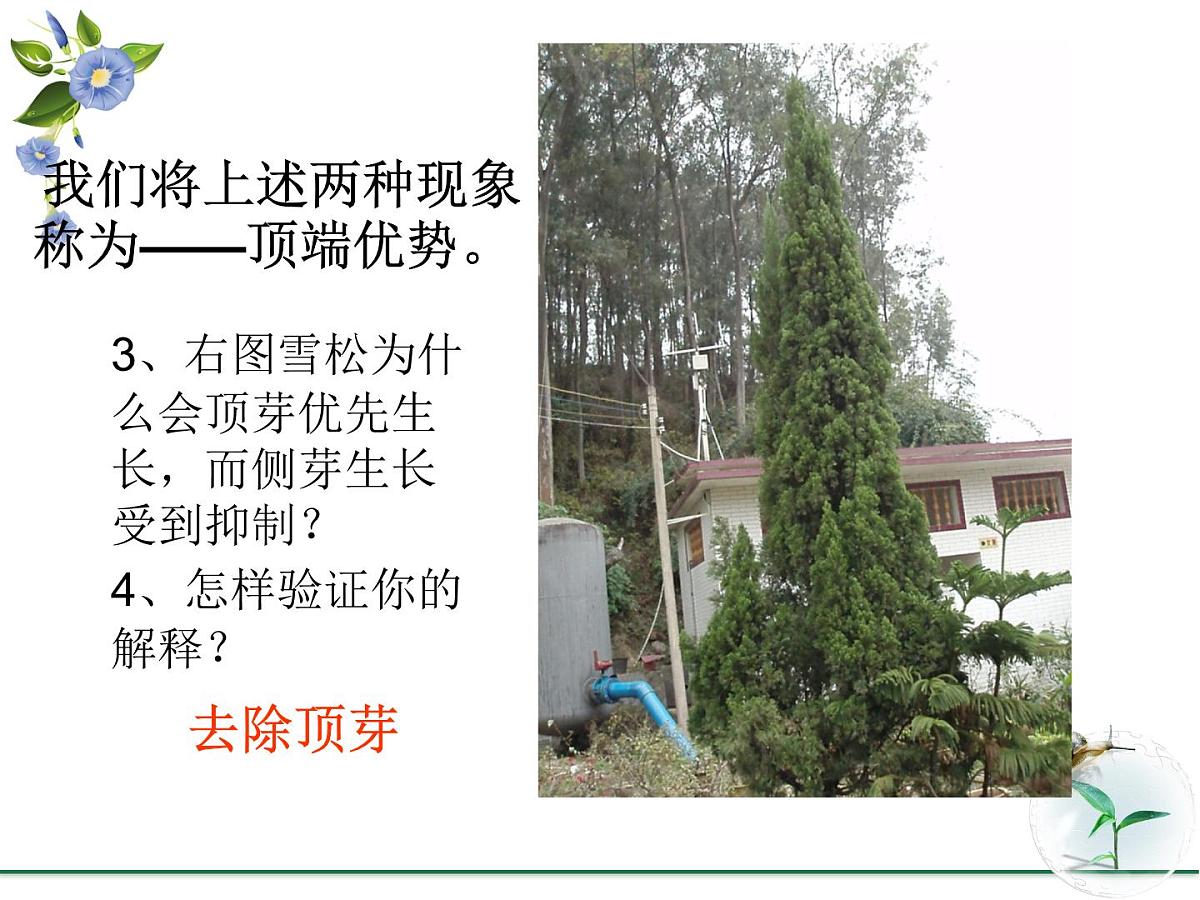 人教版 (新课标)高中生物必修3 3-2《生长素的生理作用》课件第8页