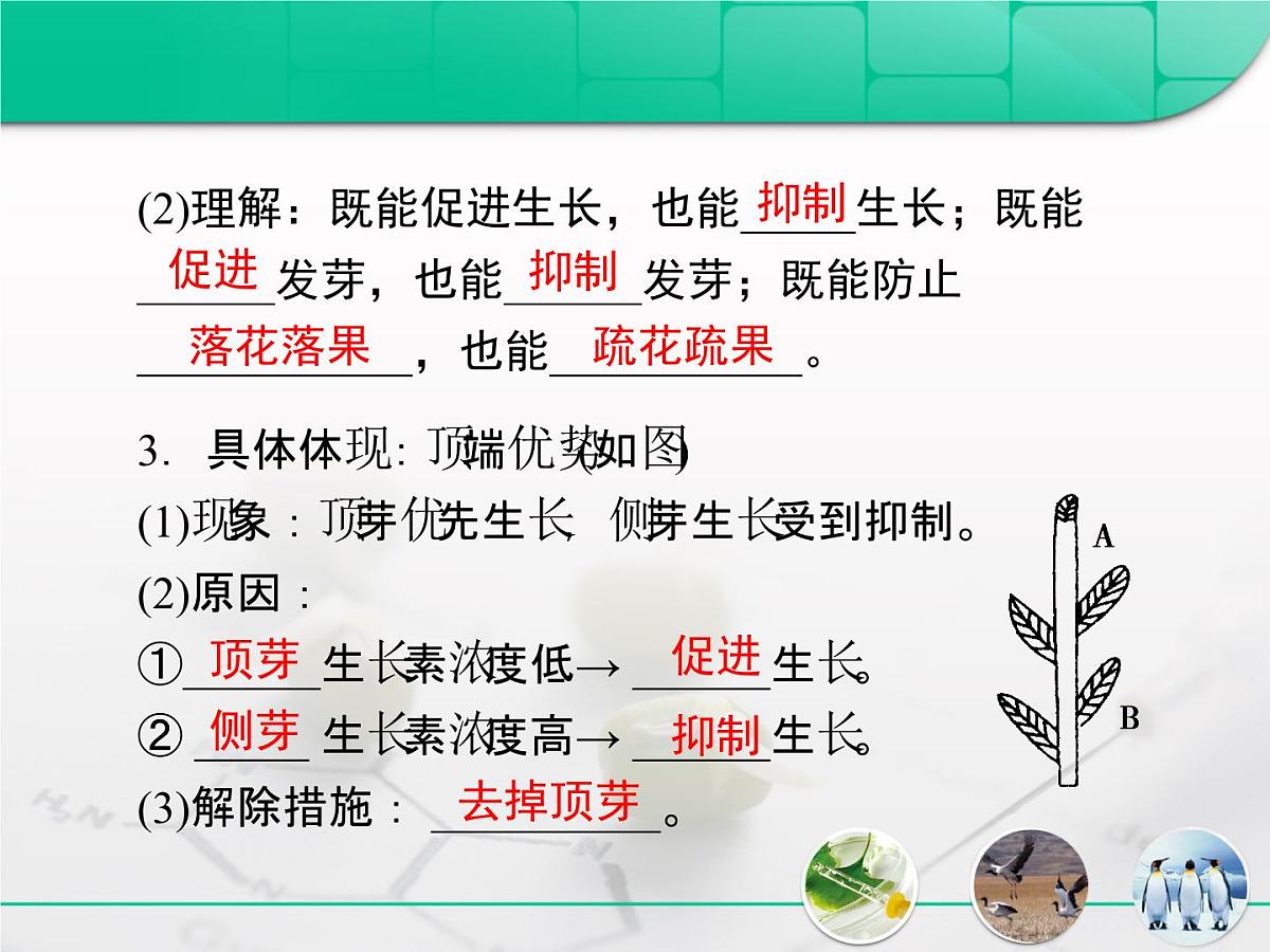 人教版 (新课标)高中生物必修3 3-3《生长素的生理作用》复习课件第5页