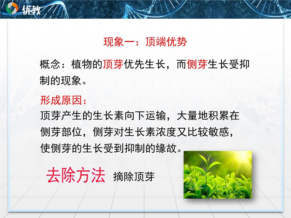 人教版 (新课标)高中生物必修3 3-2《生长素的生理作用》课件第8页