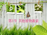 人教版 (新課標(biāo))高中生物必修3 3-3《其他植物激素》課件