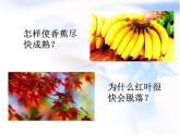 人教版 (新課標(biāo))高中生物必修3 3-3《其他植物激素》課件