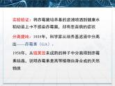 人教版 (新課標(biāo))高中生物必修3 3-3《其他植物激素》課件