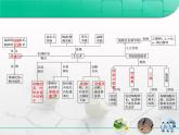 人教版 (新課標(biāo))高中生物必修3 第三章《植物的激素調(diào)節(jié)》復(fù)習(xí)課件