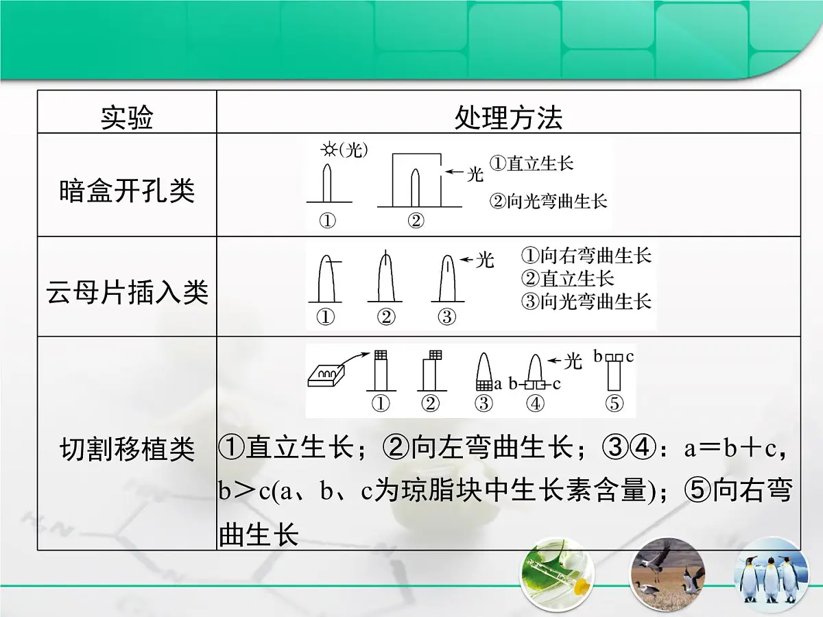 人教版 (新课标)高中生物必修3 第三章《植物的激素调节》复习课件第6页