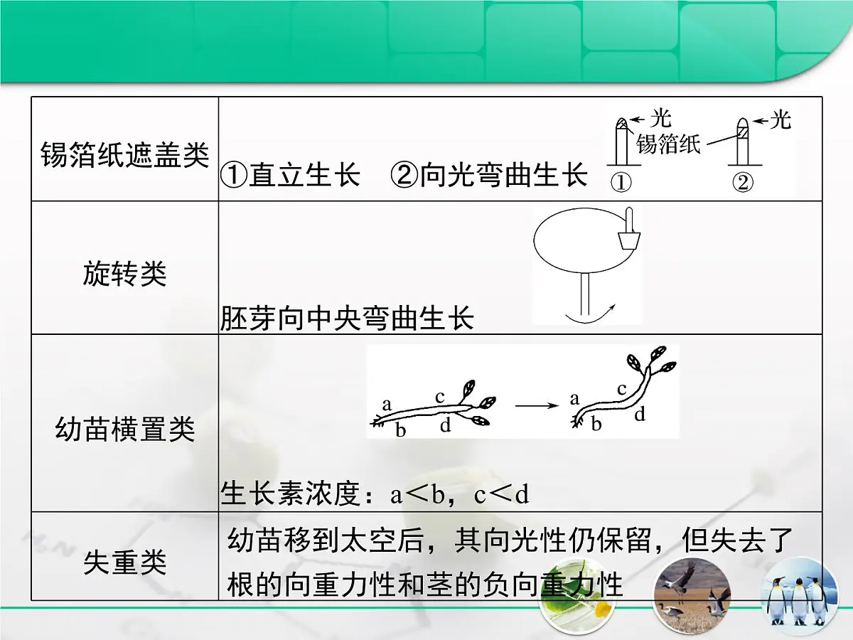 人教版 (新课标)高中生物必修3 第三章《植物的激素调节》复习课件第7页
