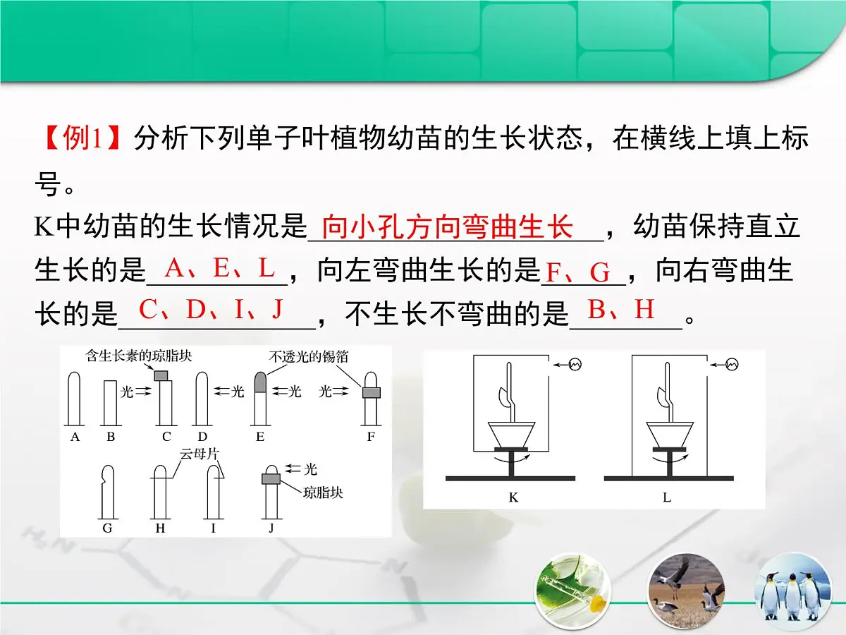 人教版 (新课标)高中生物必修3 第三章《植物的激素调节》复习课件第8页