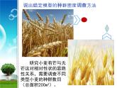 人教版 (新課標(biāo))高中生物必修3 4-1《種群的特征》（第2課時）課件