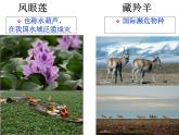 人教版 (新課標)高中生物必修3 4-2《種群數(shù)量的變化》課件