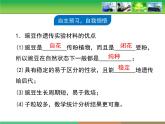 人教版 (新課標(biāo))高中生物 必修2 1-1《孟德爾的豌豆雜交實(shí)驗(yàn)（一）》復(fù)習(xí)課件