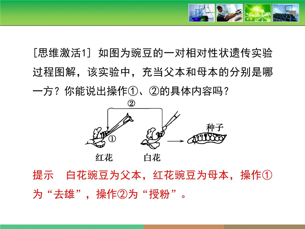 人教版 (新课标)高中生物 必修2 1-1《孟德尔的豌豆杂交实验（一）》复习课件第6页