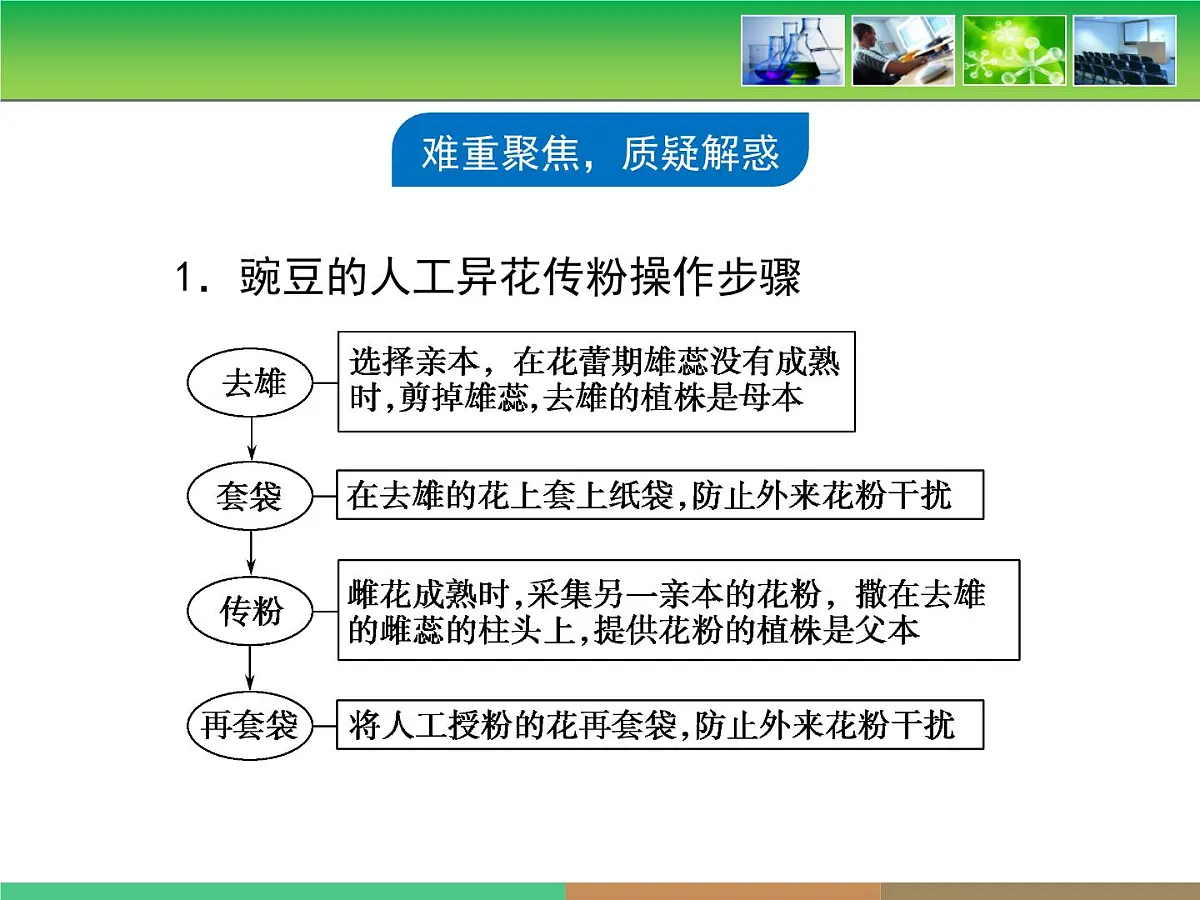 人教版 (新课标)高中生物 必修2 1-1《孟德尔的豌豆杂交实验（一）》复习课件第7页