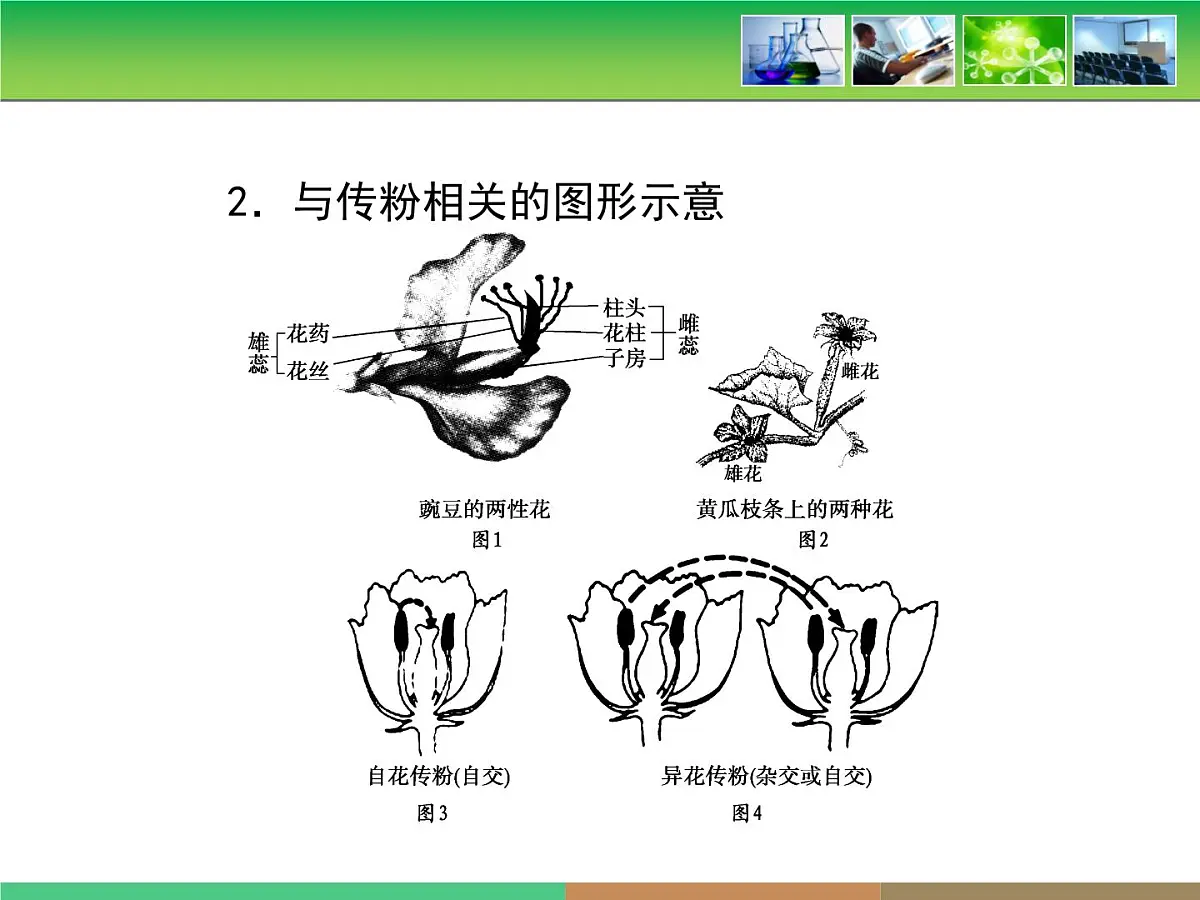 人教版 (新课标)高中生物 必修2 1-1《孟德尔的豌豆杂交实验（一）》复习课件第8页