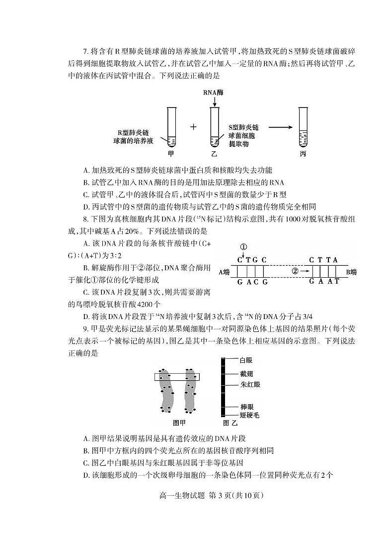 （教研室提供）山东省泰安市2023-2024学年高一下学期期末考试生物试题第3页