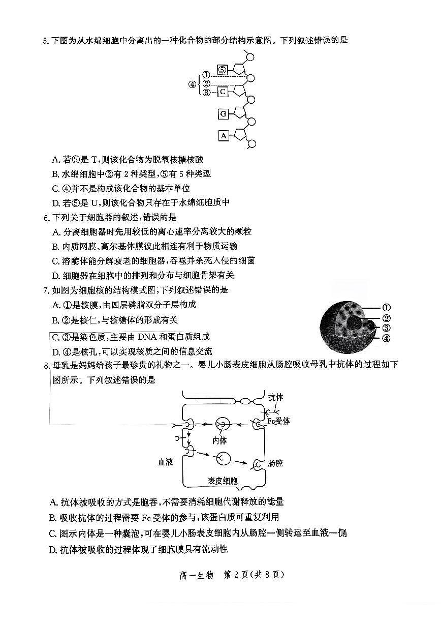 河北省邯郸市2024-2025学年高一上学期期末考试生物试题第2页