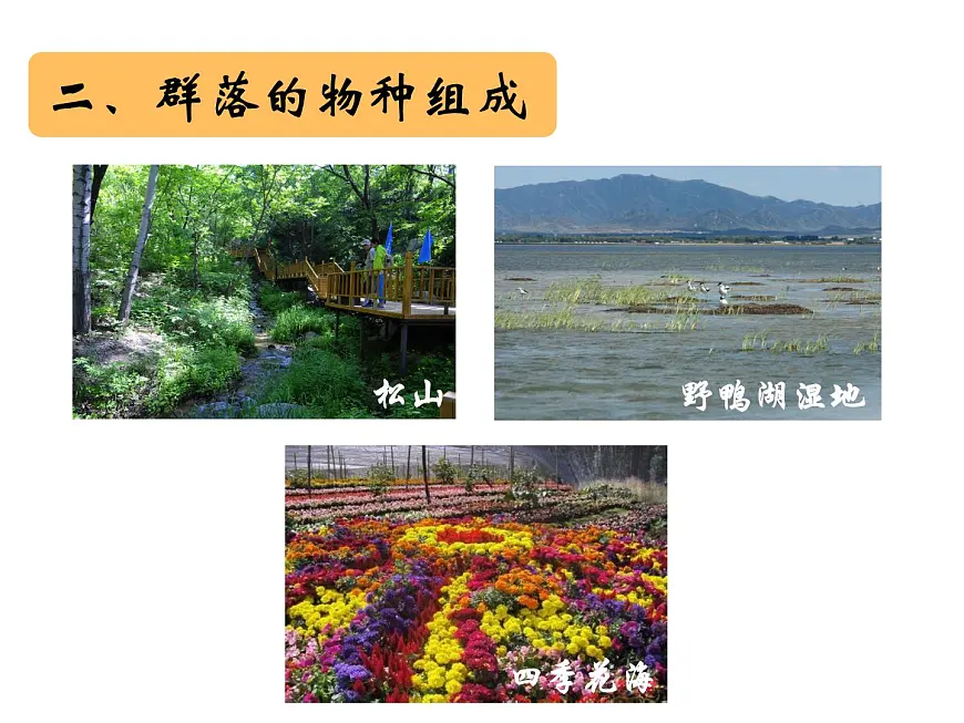 人教版 (新课标)高中生物必修3 4-3《群落的结构》课件第4页