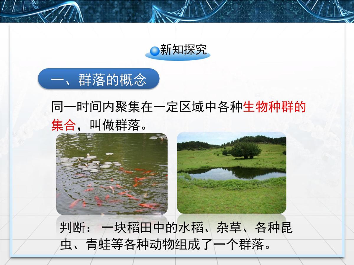 人教版 (新课标)高中生物必修3 4-3《群落的结构》名校课件第6页