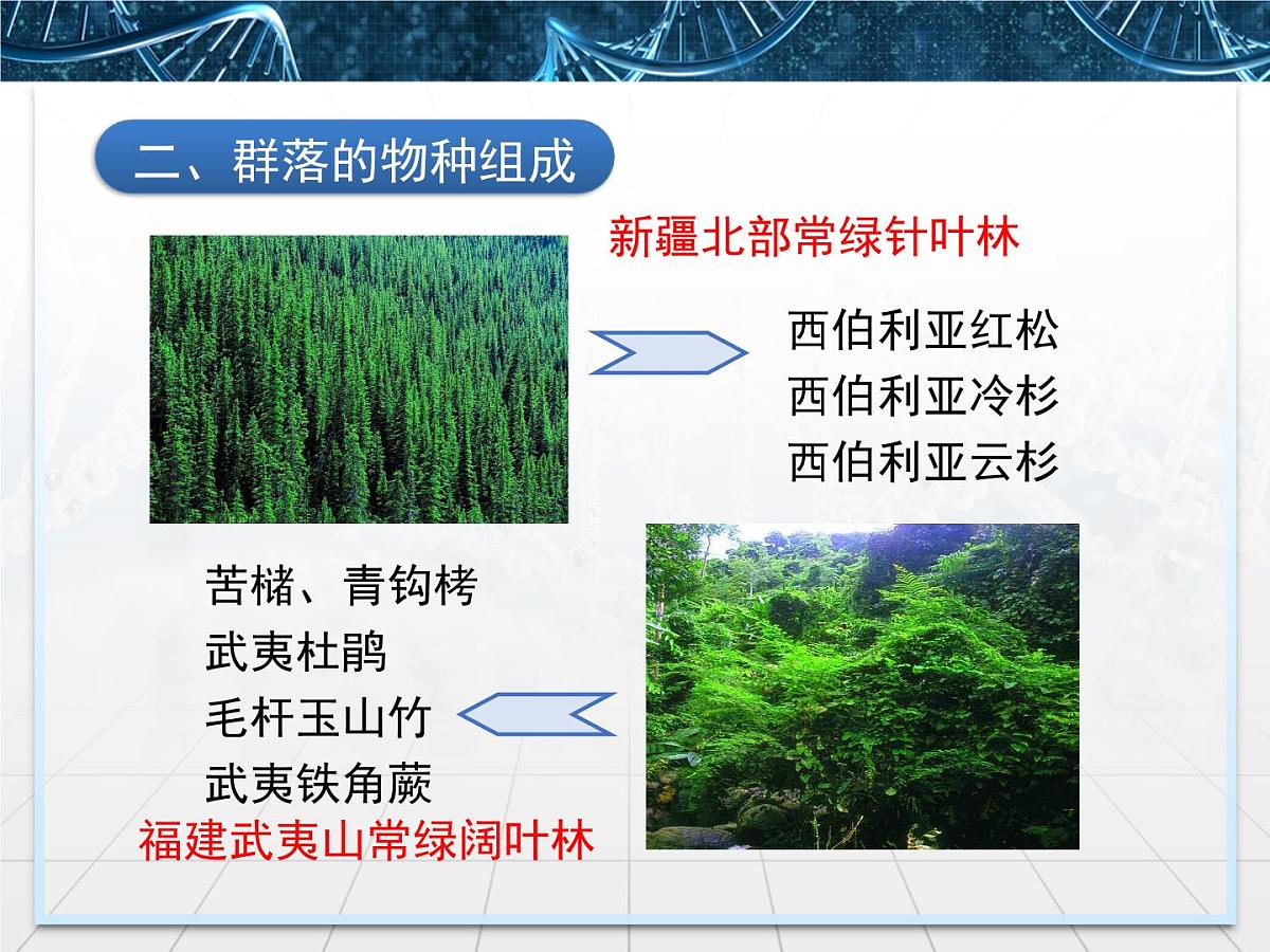 人教版 (新课标)高中生物必修3 4-3《群落的结构》名校课件第8页