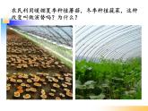 人教版 (新課標(biāo))高中生物必修3 4-4《群落的演替》課件