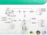 人教版 (新課標(biāo))高中生物必修3 第4章《種群和群落》總結(jié)復(fù)習(xí)課件