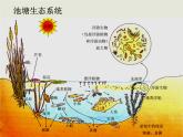 人教版 (新課標(biāo))高中生物必修3 5-1《生態(tài)系統(tǒng)的結(jié)構(gòu)》課件