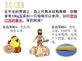 人教版 (新課標(biāo))高中生物必修3 5-2《生態(tài)系統(tǒng)的能量流動》（第1課時）課件