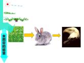 人教版 (新課標(biāo))高中生物必修3 5-2《生態(tài)系統(tǒng)的能量流動》（第1課時）課件