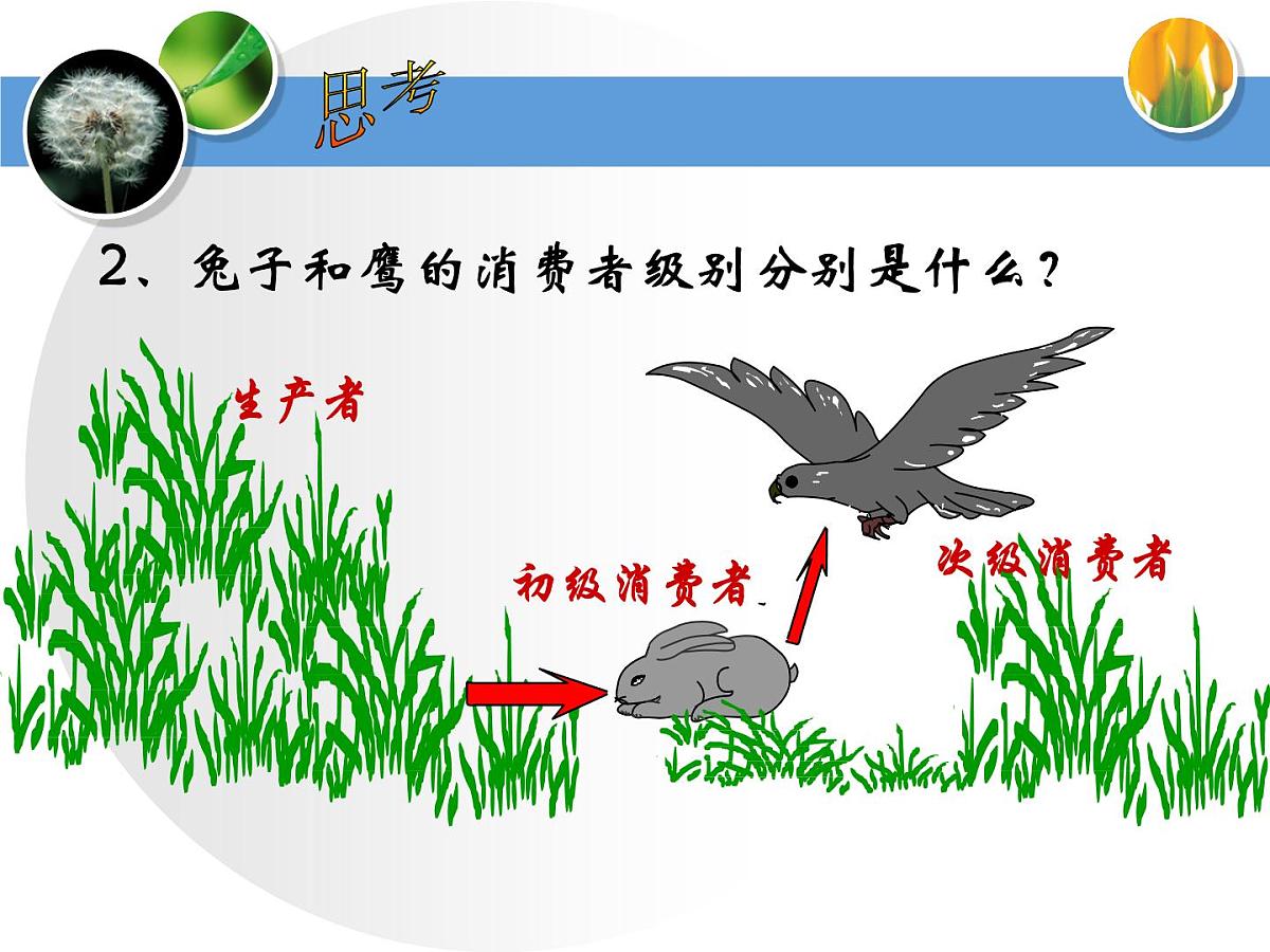 人教版 (新课标)高中生物必修3 5-2《生态系统的能量流动》课件第5页