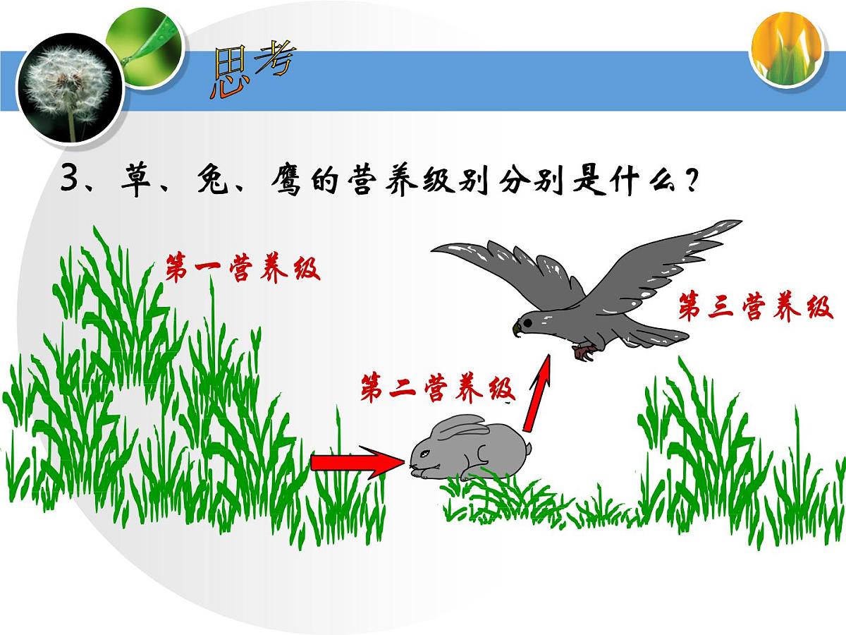 人教版 (新课标)高中生物必修3 5-2《生态系统的能量流动》课件第6页