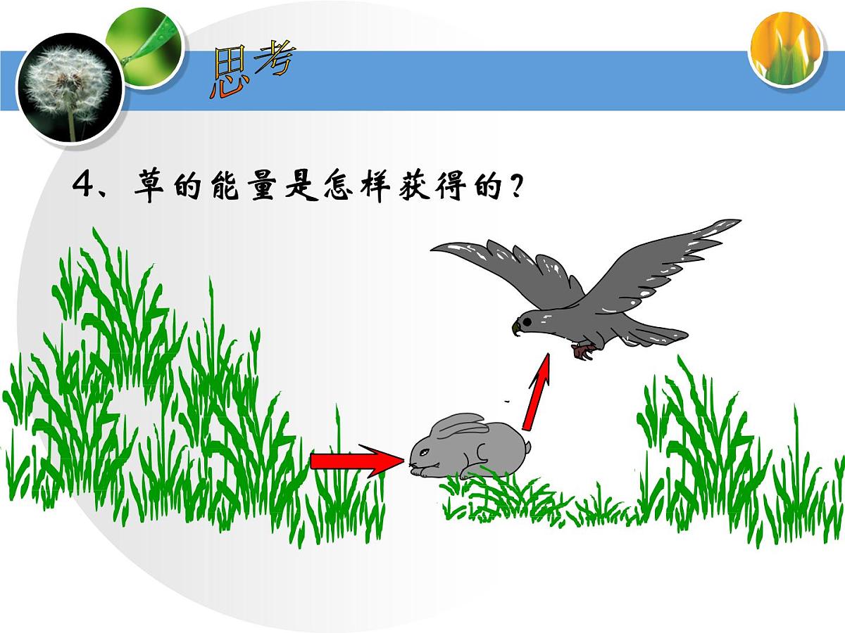 人教版 (新课标)高中生物必修3 5-2《生态系统的能量流动》课件第7页