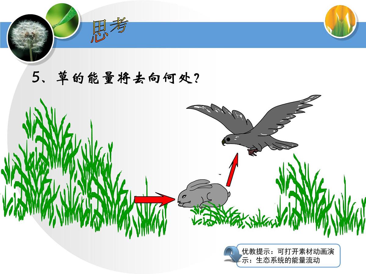 人教版 (新课标)高中生物必修3 5-2《生态系统的能量流动》课件第8页