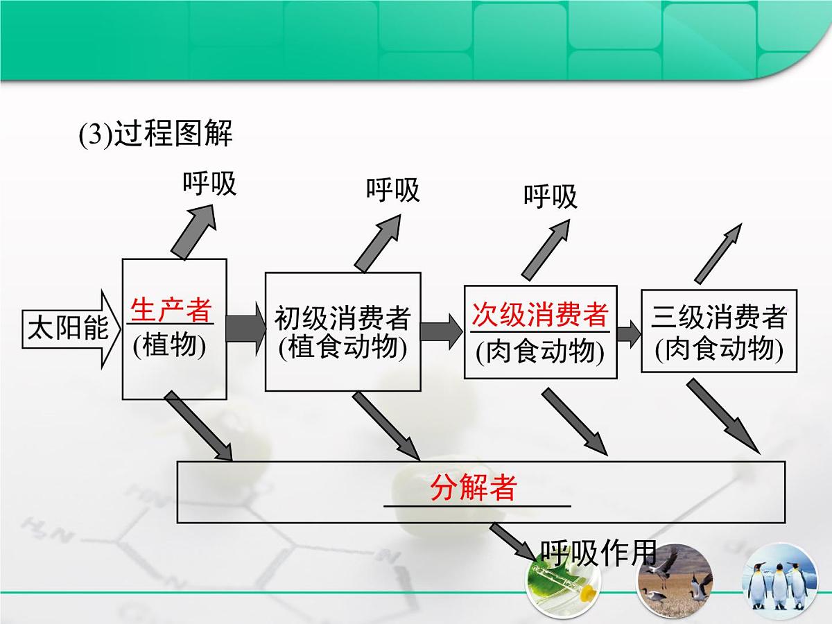人教版 (新课标)高中生物必修3 5-2《生态系统的能量流动》课件第6页
