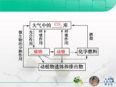 人教版 (新課標)高中生物必修3 5-3《生態(tài)系統(tǒng)的物質(zhì)循環(huán)》復(fù)習課件