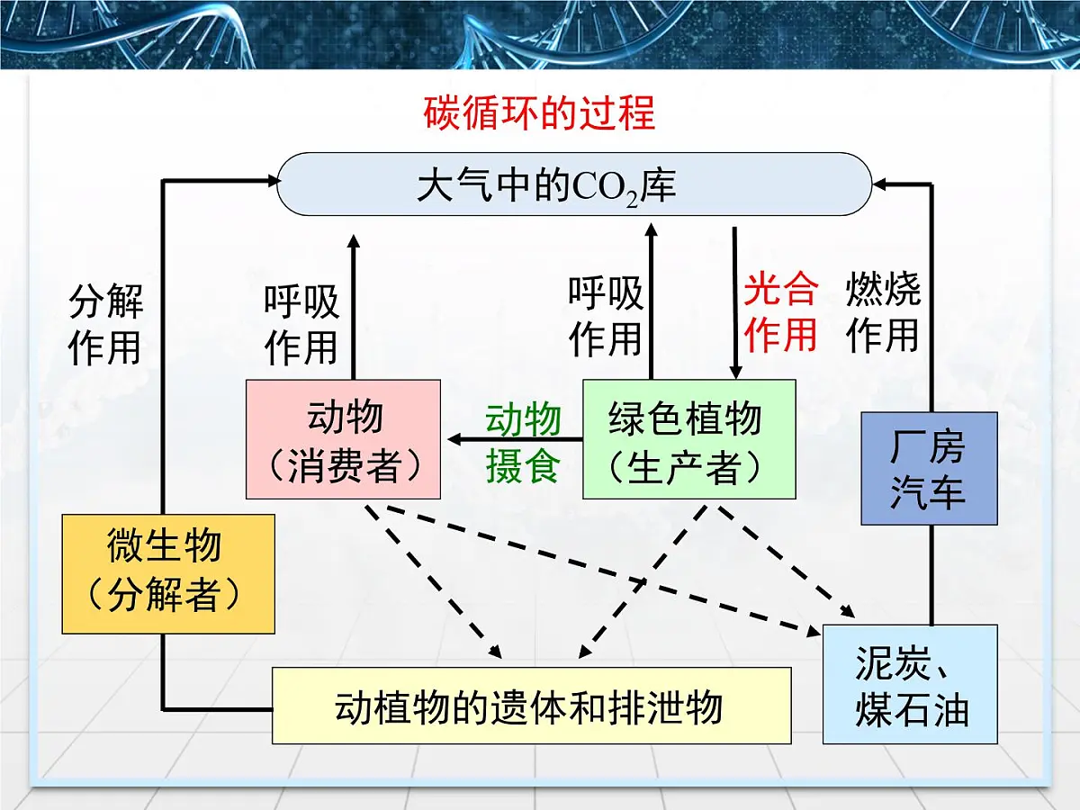 人教版 (新课标)高中生物必修3 5-3《生态系统的物质循环》课件第5页
