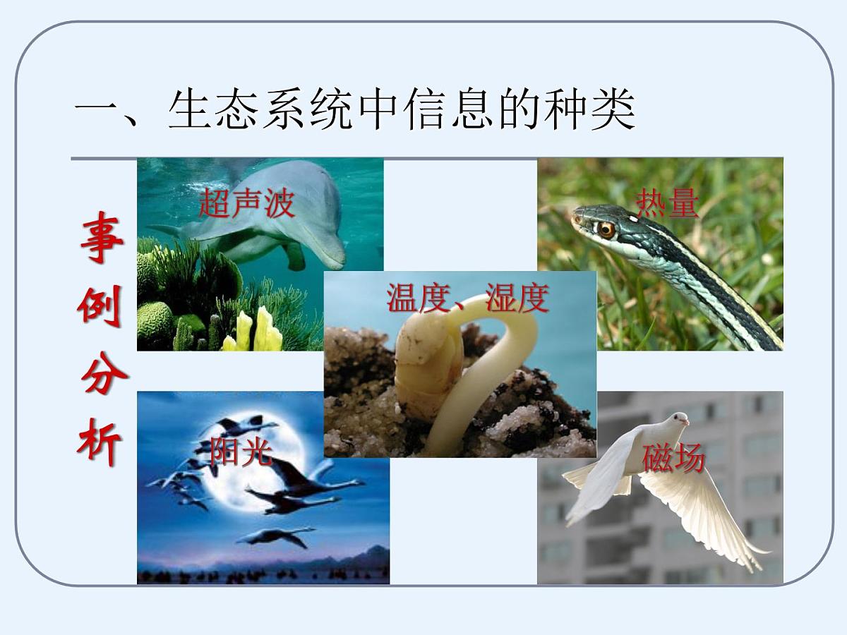 人教版 (新课标)高中生物必修3 5-4《生态系统的信息传递》课件第7页