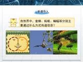 人教版 (新課標)高中生物必修3 5-4《生態(tài)系統(tǒng)的信息傳遞》課件