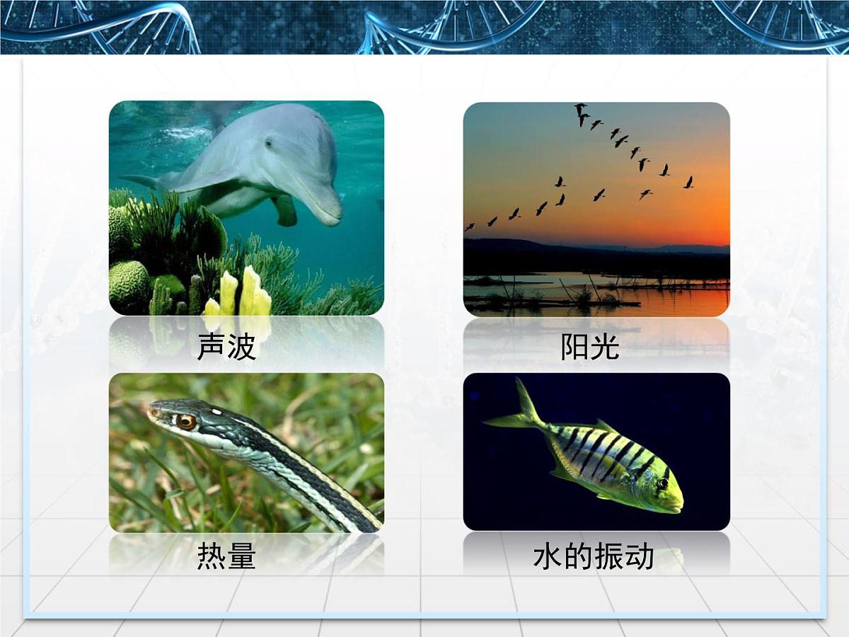 人教版 (新课标)高中生物必修3 5-4《生态系统的信息传递》课件第7页