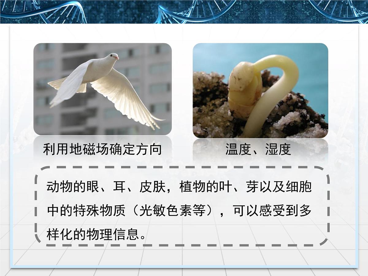 人教版 (新课标)高中生物必修3 5-4《生态系统的信息传递》课件第8页