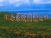 人教版 (新課標(biāo))高中生物必修3 5-5《生態(tài)系統(tǒng)的穩(wěn)定性》課件