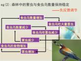 人教版 (新課標(biāo))高中生物必修3 5-5《生態(tài)系統(tǒng)的穩(wěn)定性》課件