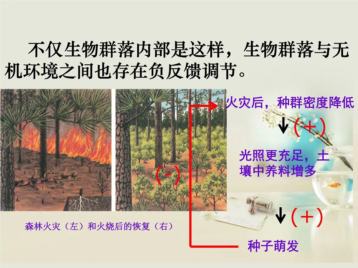 人教版 (新课标)高中生物必修3 5-5《生态系统的稳定性》课件第7页
