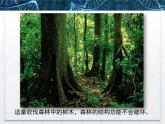 人教版 (新課標(biāo))高中生物必修3 5-5《生態(tài)系統(tǒng)的穩(wěn)定性》名校課件