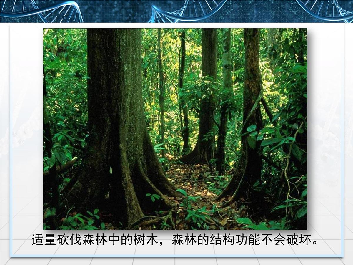 人教版 (新课标)高中生物必修3 5-5《生态系统的稳定性》名校课件第3页